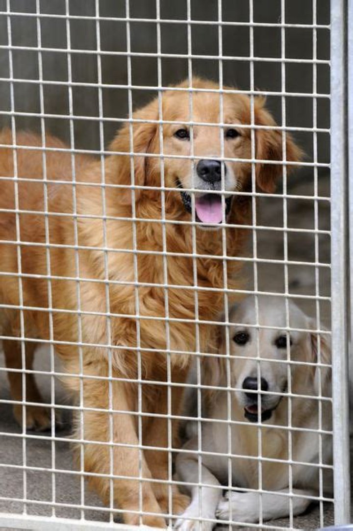 Is owning a dog kennel profitable?