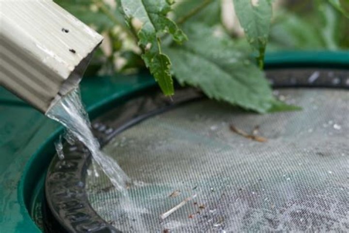 Is Rotten water good for plants?