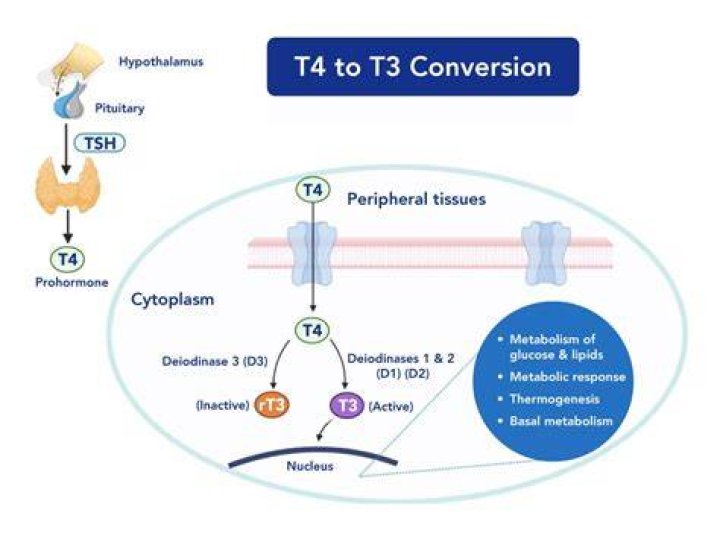 Is T3 a capital gain?