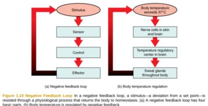 Is temperature regulation a negative feedback?