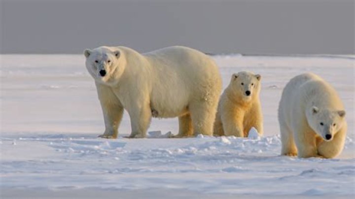 Is Tutu a polar bear?