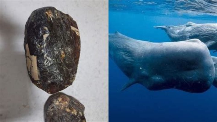 Is whale vomit worth money?