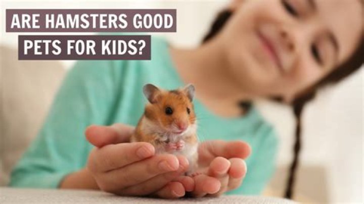Should a 7 year old have a hamster?