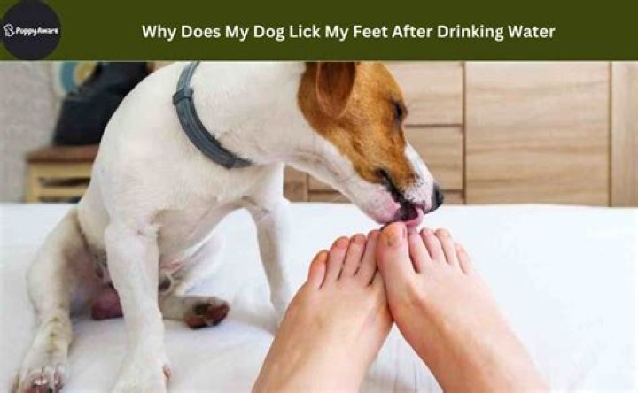 Should I let my dog lick my feet?