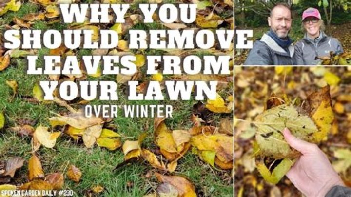 Should leaves be left on lawn over winter?