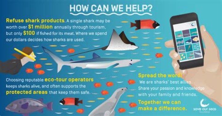 Should sharks be killed?