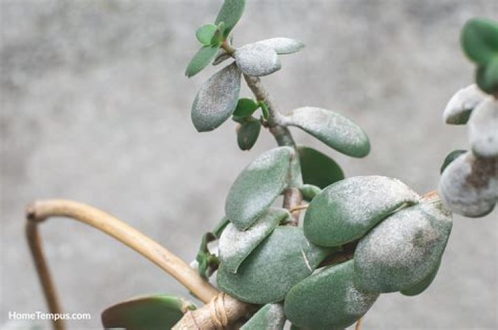 Should you pull yellow leaves off succulents?