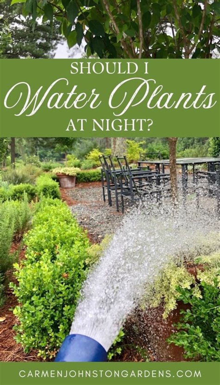 Should you water plants at night?