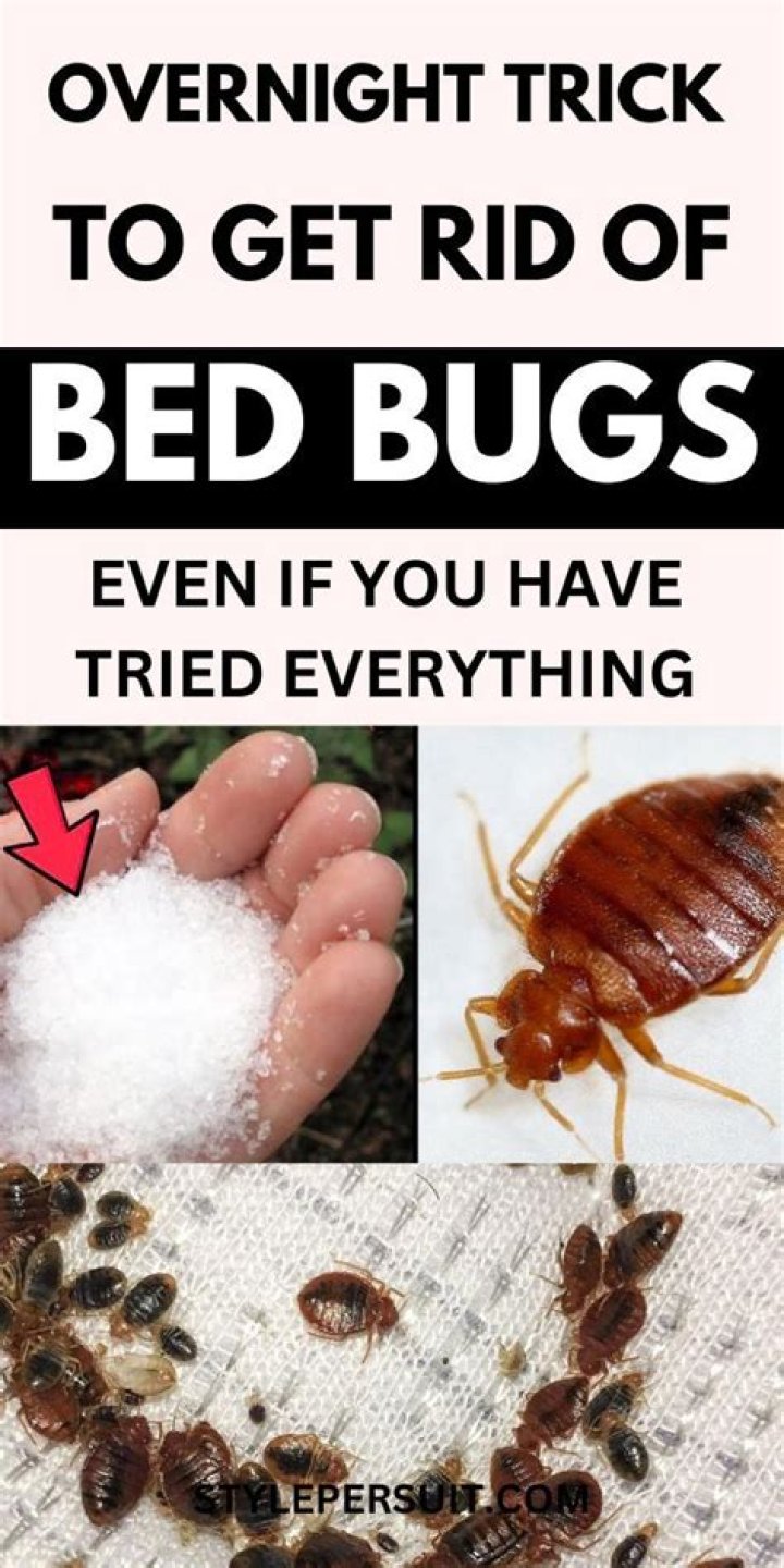 What's the best home remedy for bed bugs?