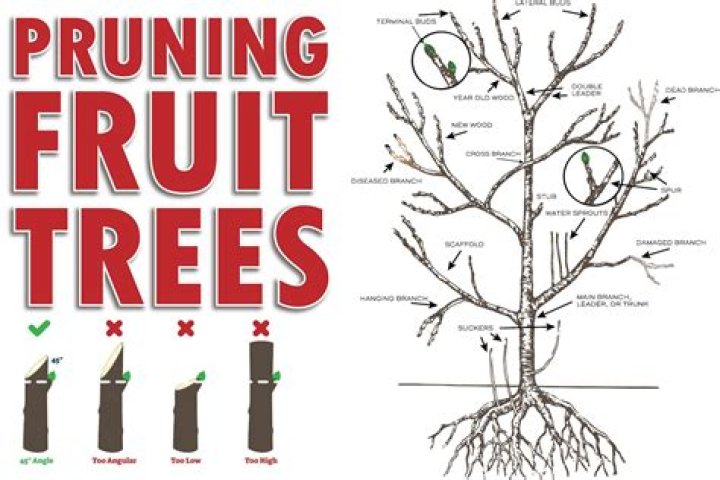 What angle do you cut when pruning?