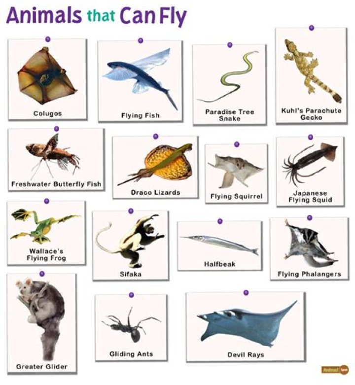 What animal can digest anything?