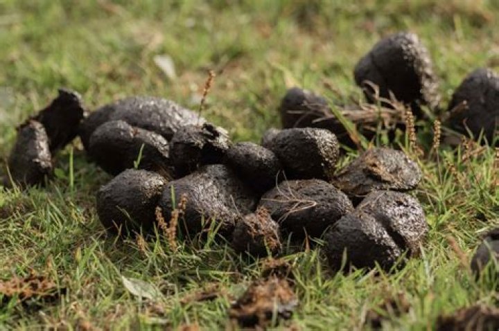 What animal poops large round balls?