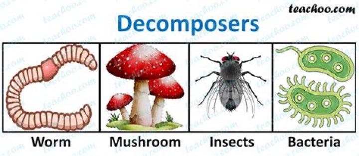 What are 3 examples of decomposers?
