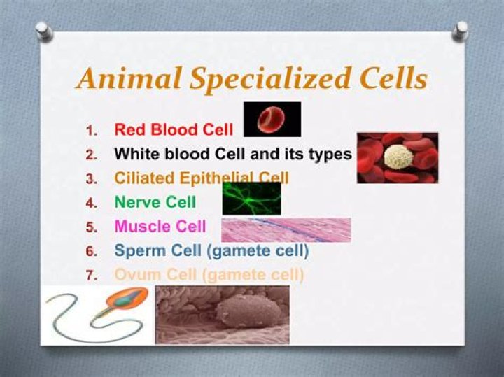 What are 3 examples of specialized cells?