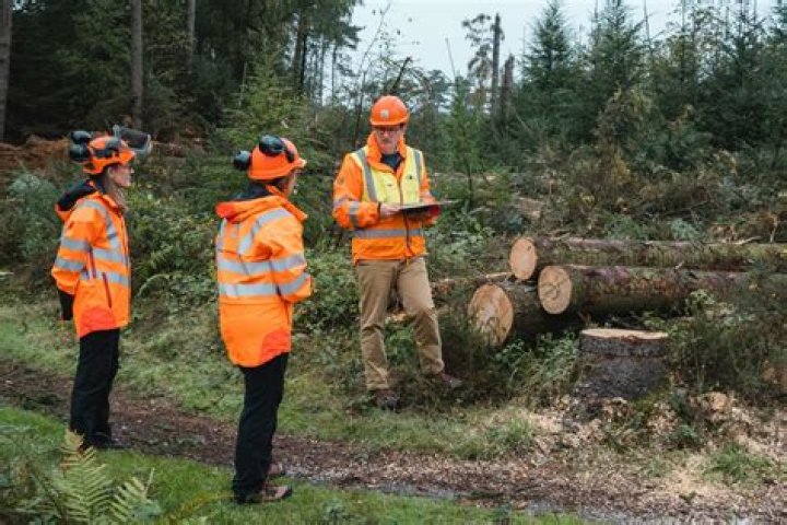 What are 3 jobs in the forestry or wood industry?