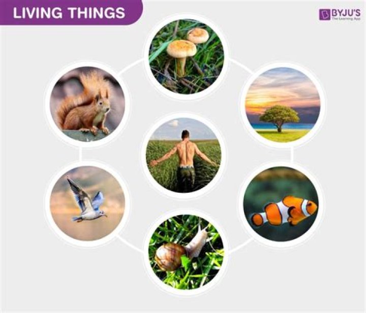 What are 5 living things?