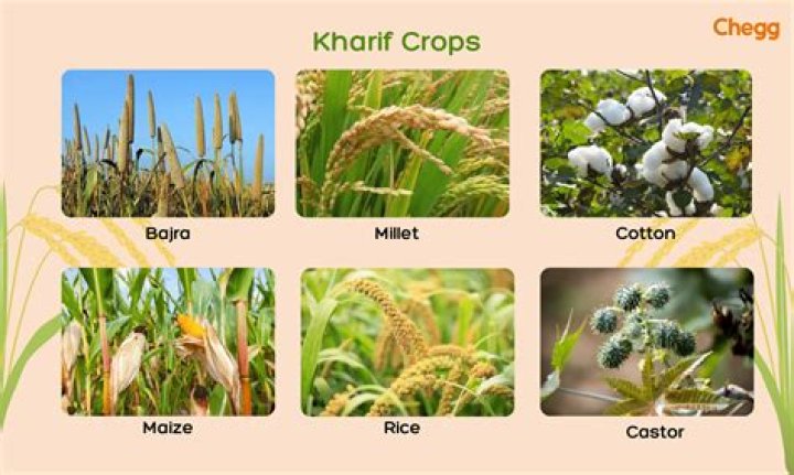 What are crops pants?