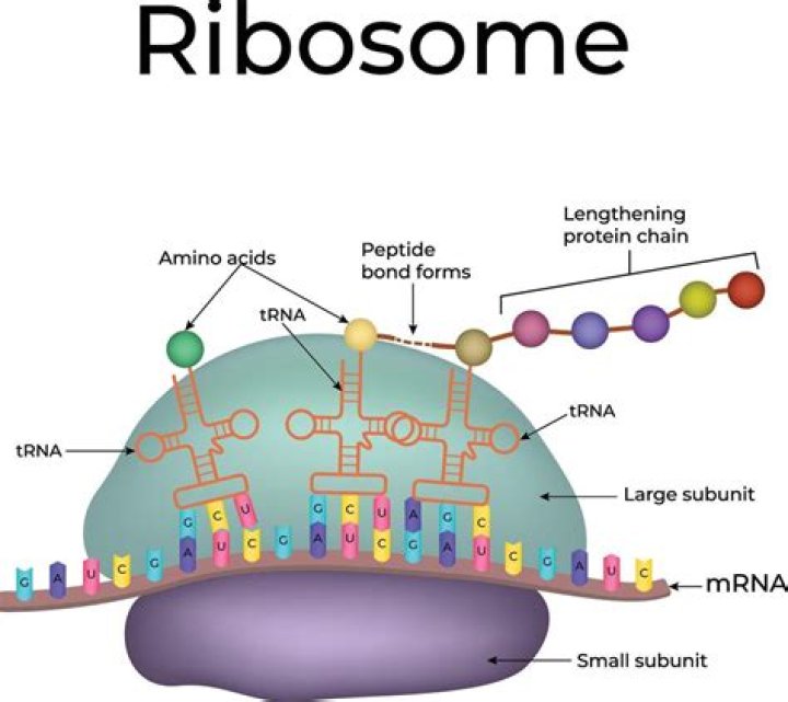 What are ribosomes like in an amusement park?