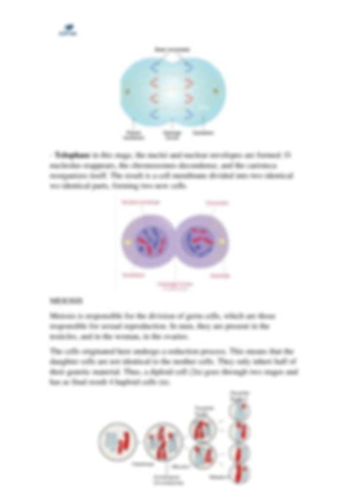 What are the 3 main differences between mitosis and meiosis?