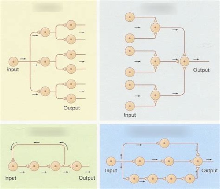 What are the four types of serial bonds?