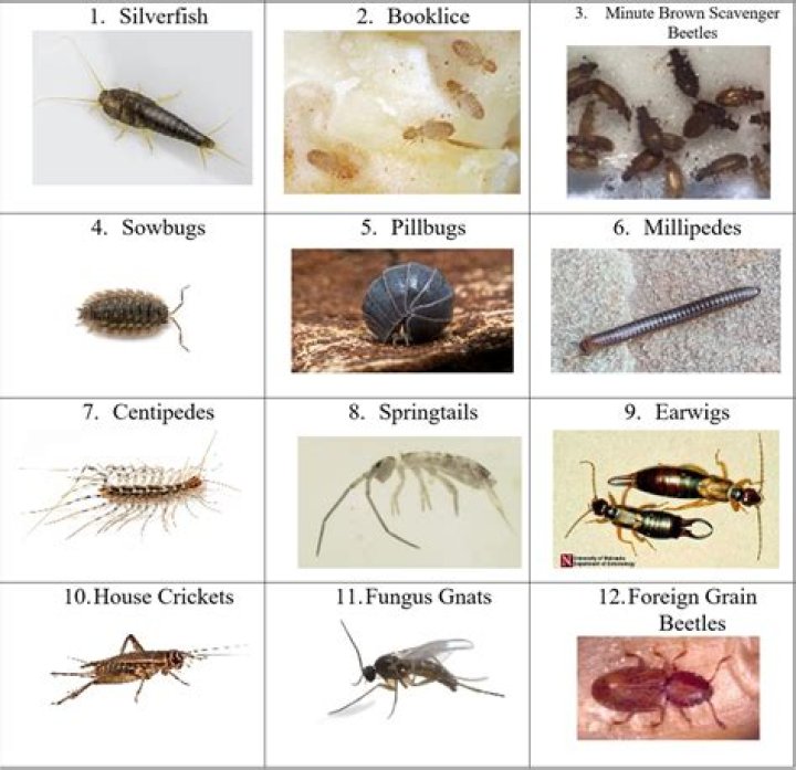 What are the grey bugs in my house?