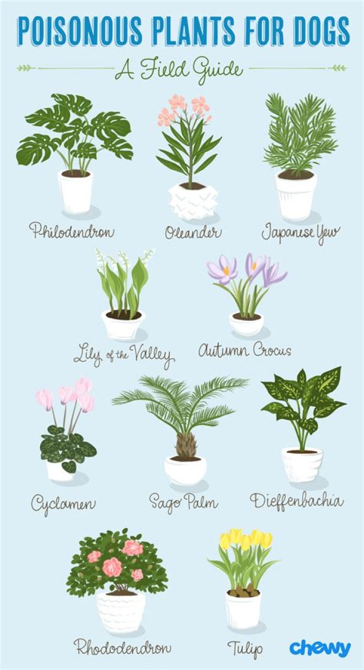 What are the most poisonous plants to dogs?