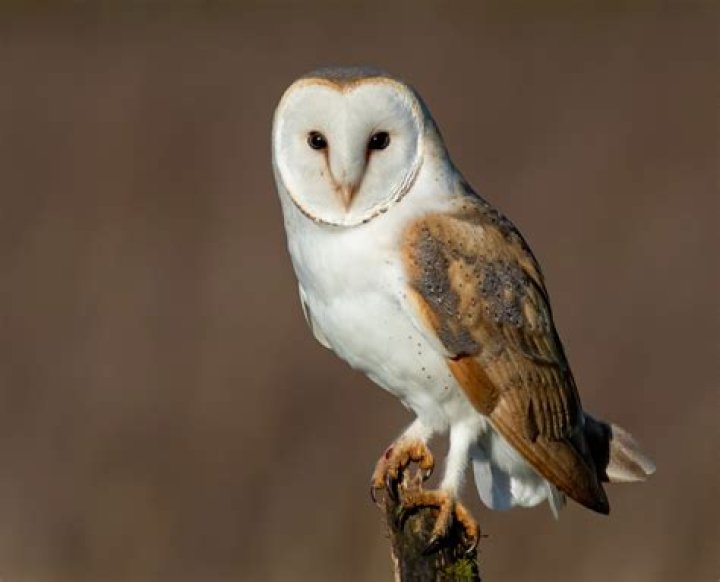 What are threats to barn owls?