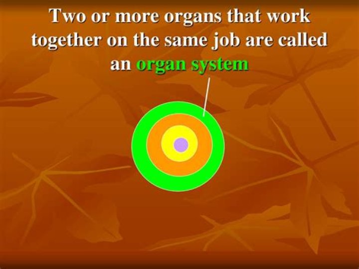 What are two or more organs working together called?