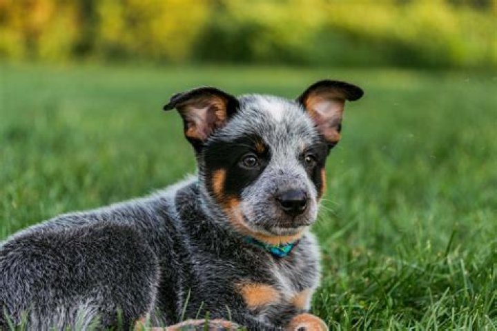 What breed of dog is OK being left alone?