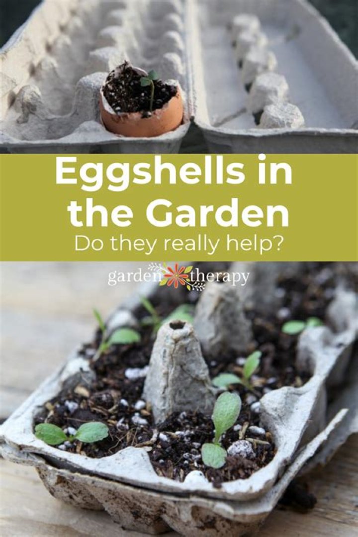 What can I do with eggshells?