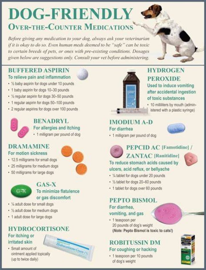 What can I give my dog for indigestion?