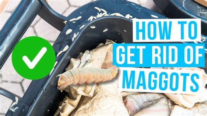 What causes maggots in bathroom?