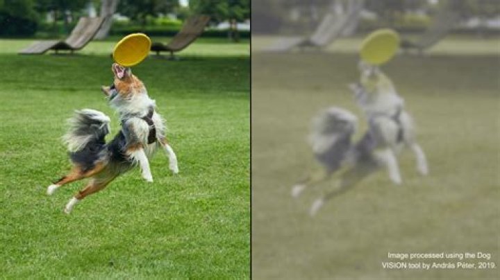 What color can dogs not see?