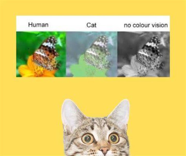 What color do cats see?