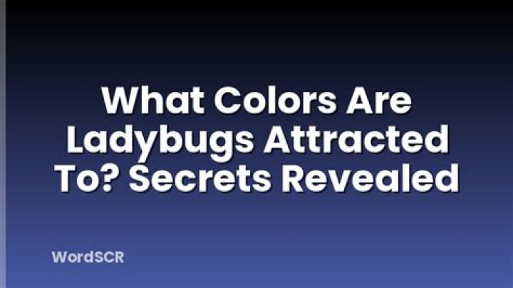 What colors are ladybugs attracted to?