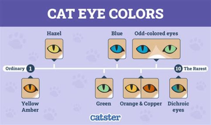 What Colour eyes do ginger cats have?