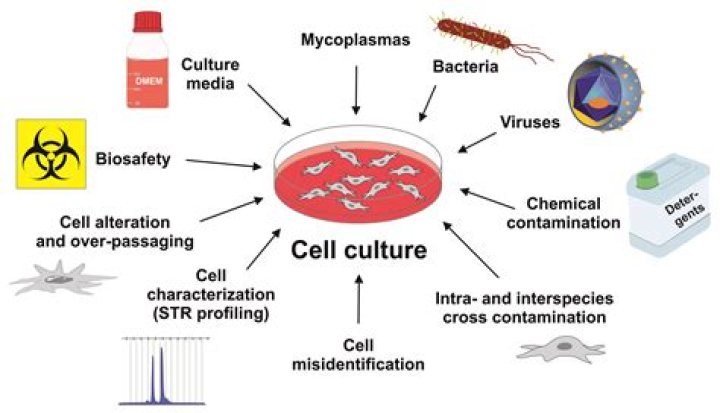 What do cells use as blueprints?