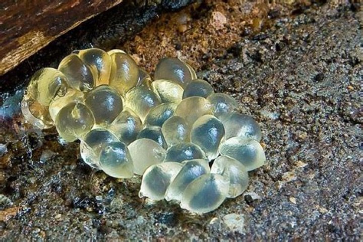 What do slug eggs look like in the soil?