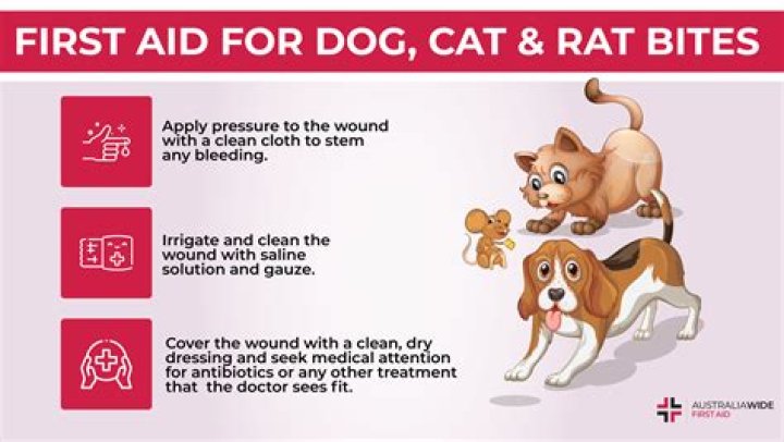 What do you do if your dog gets bit by a cottonmouth?