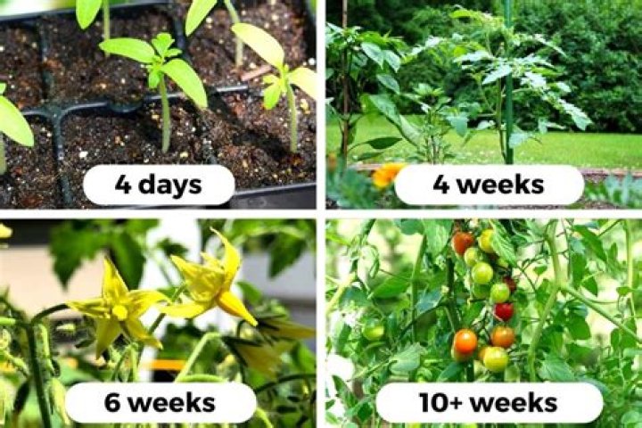 What do you do with tomato plants at the end of the season?