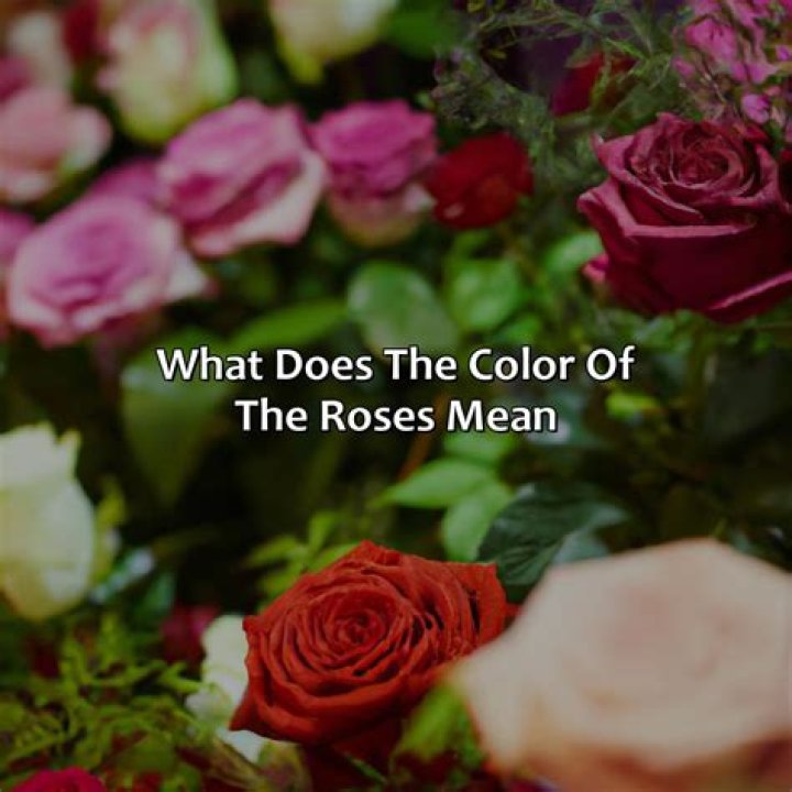 What does 3 red roses represent?