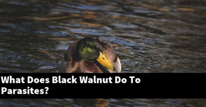 What does black walnut do to parasites?