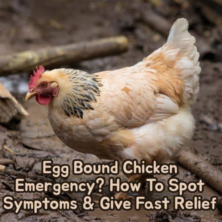 What does it mean when a chicken is puffed up?
