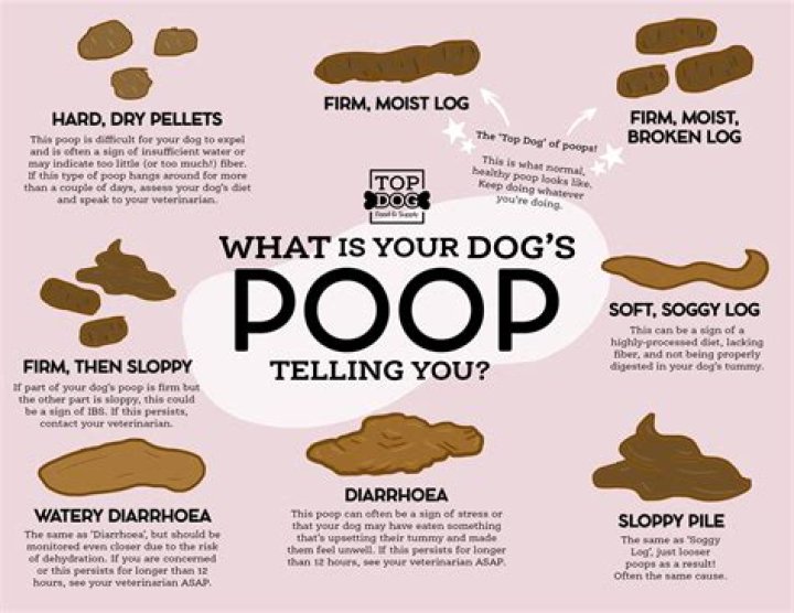 What does it mean when your poop smells terrible?
