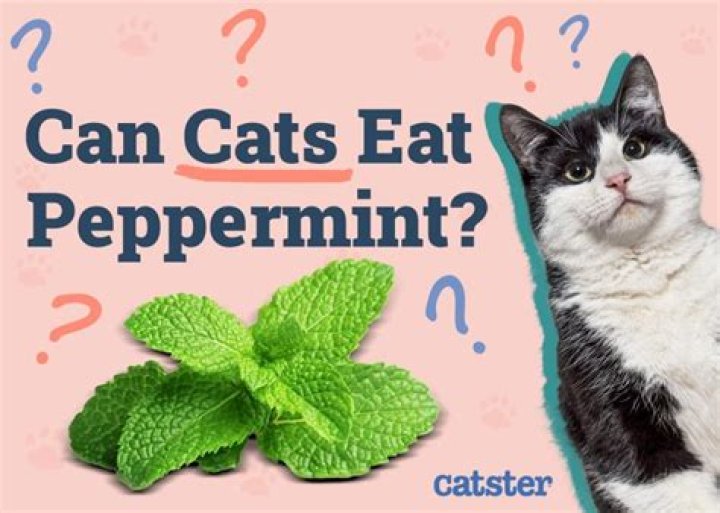 What does peppermint oil do to cats?