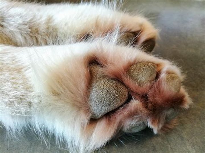 What does salt do to my dogs paws?