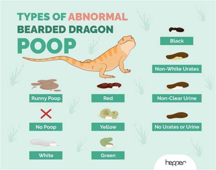 What does unhealthy beardie poop look like?