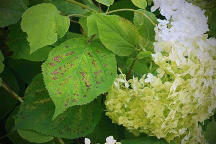 What eats holes in hydrangea leaves?