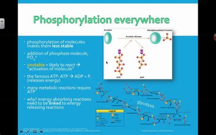 What enzymes phosphorylate molecules?