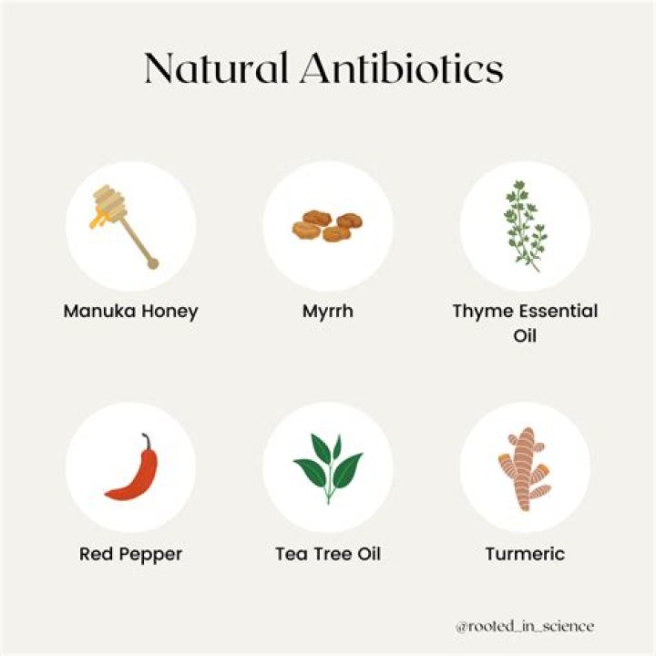 What essential oil is a natural antibiotic?